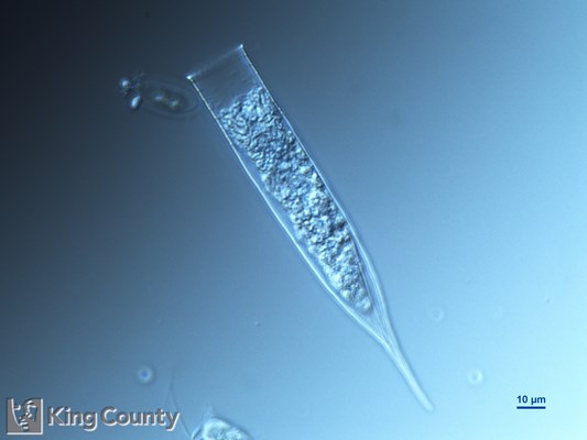 Photo of Helicostomella